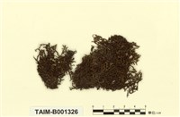 藏品(毛緣光萼蘚)的圖片